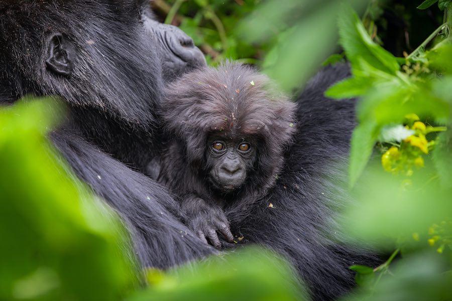 Kwita Izina