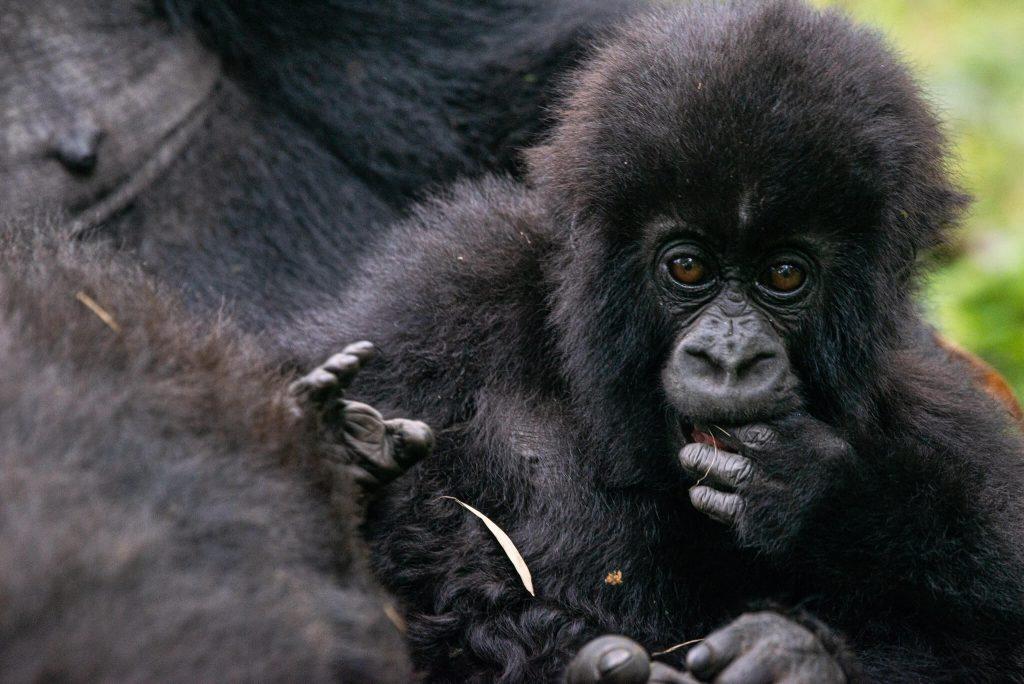 Kwita Izina
