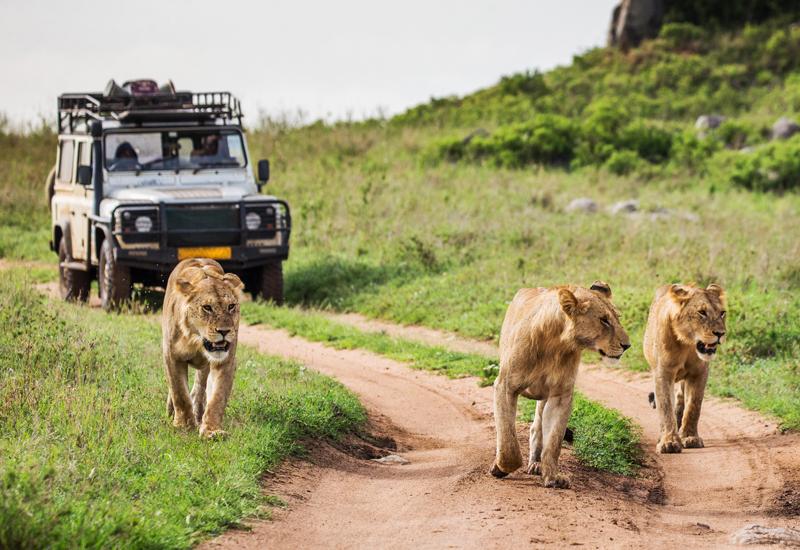Big cats Tanzania