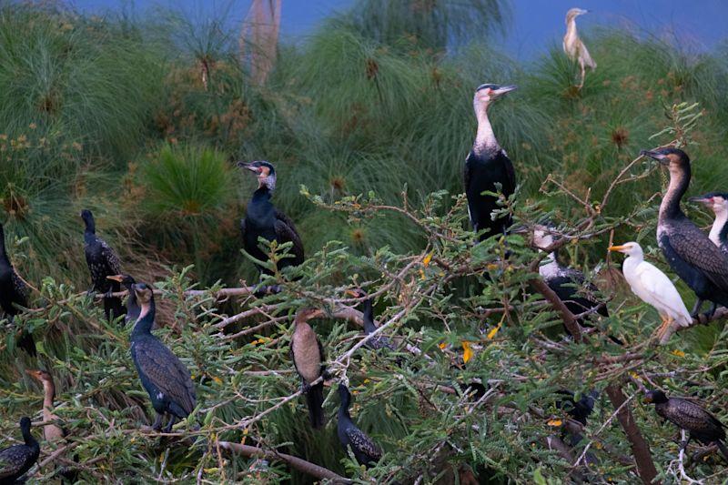 birds in rwanda