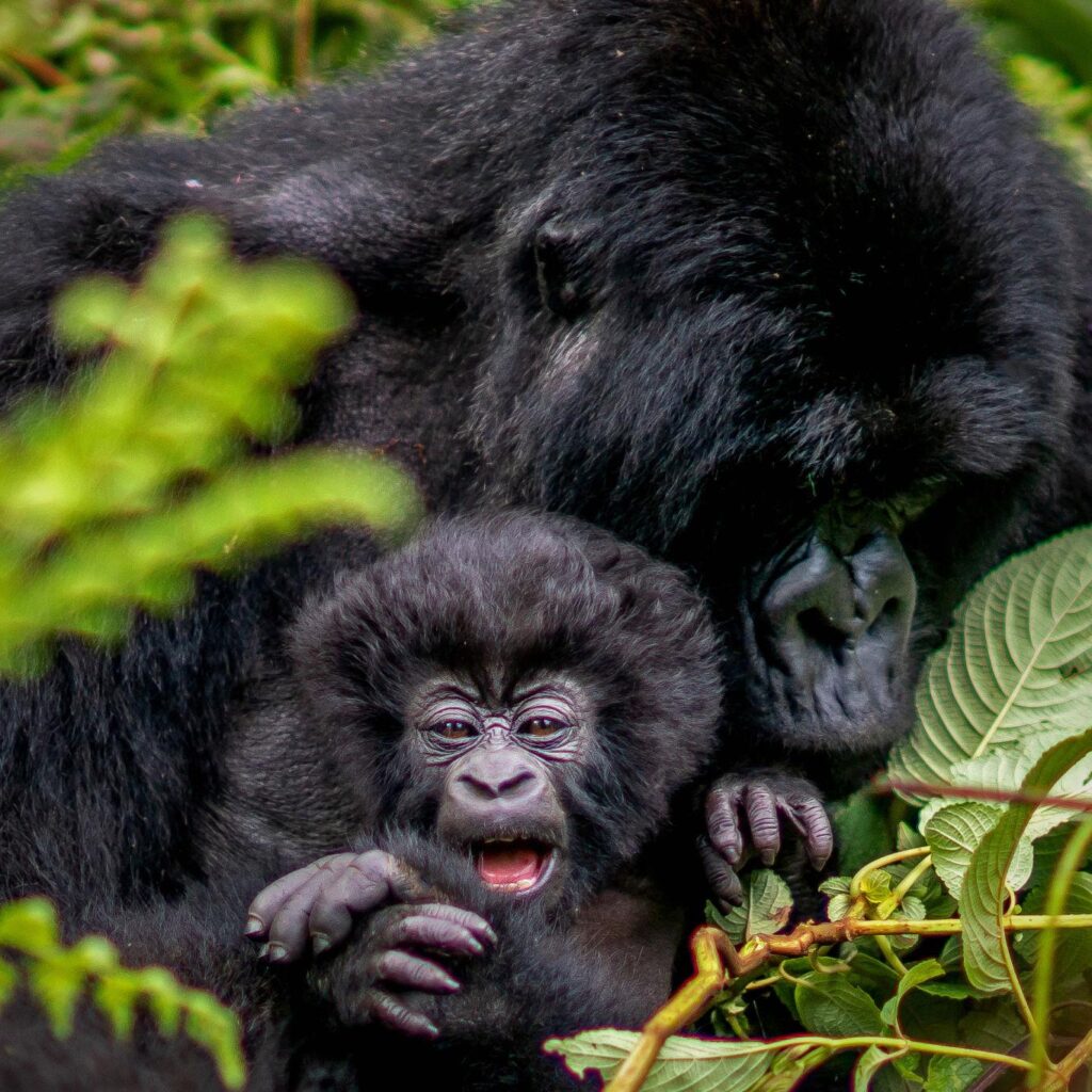 Kwita Izina