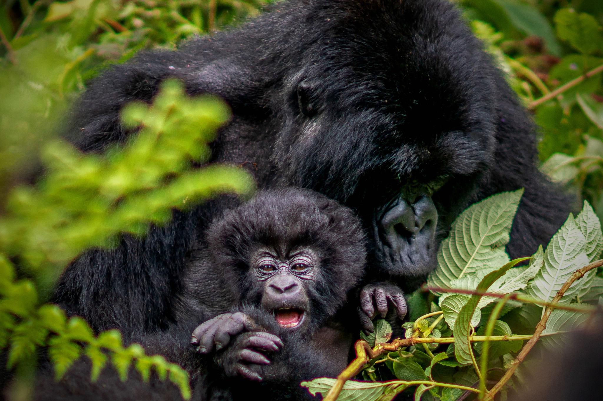 Kwita Izina