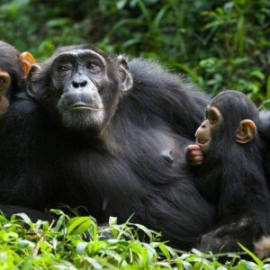 Kibale National Park