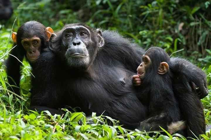 Kibale National Park