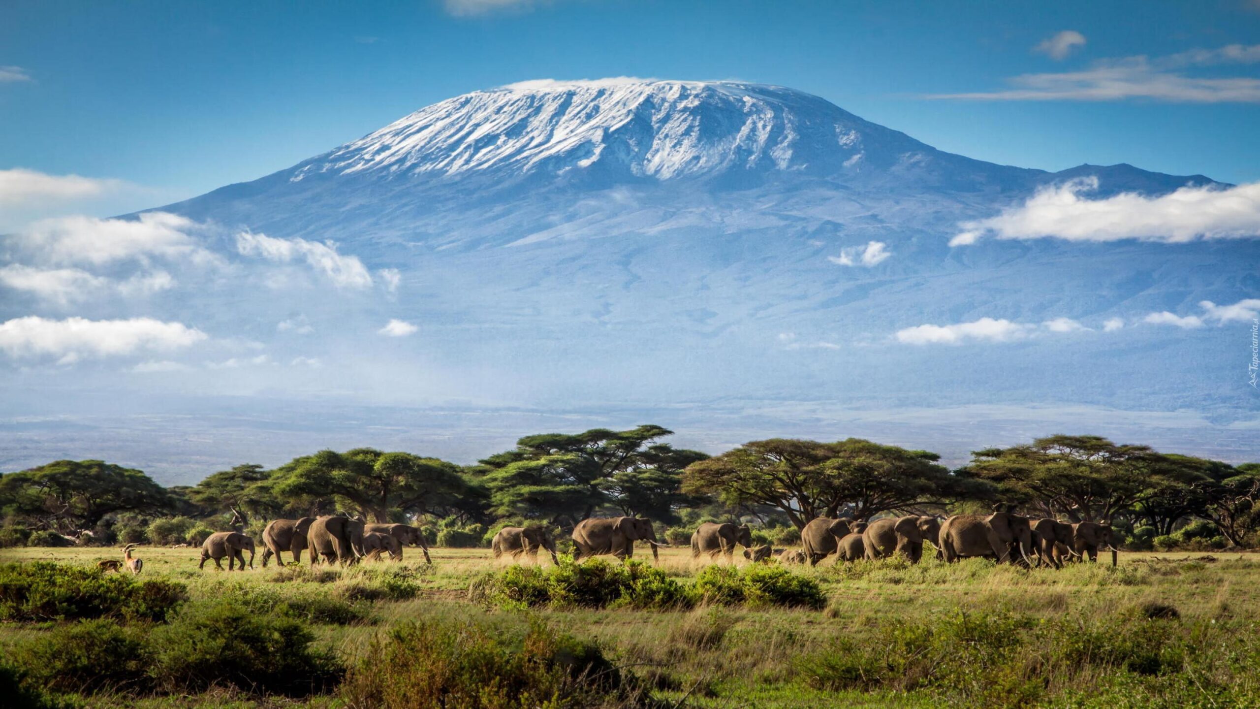 Elephant herd in Tanzania