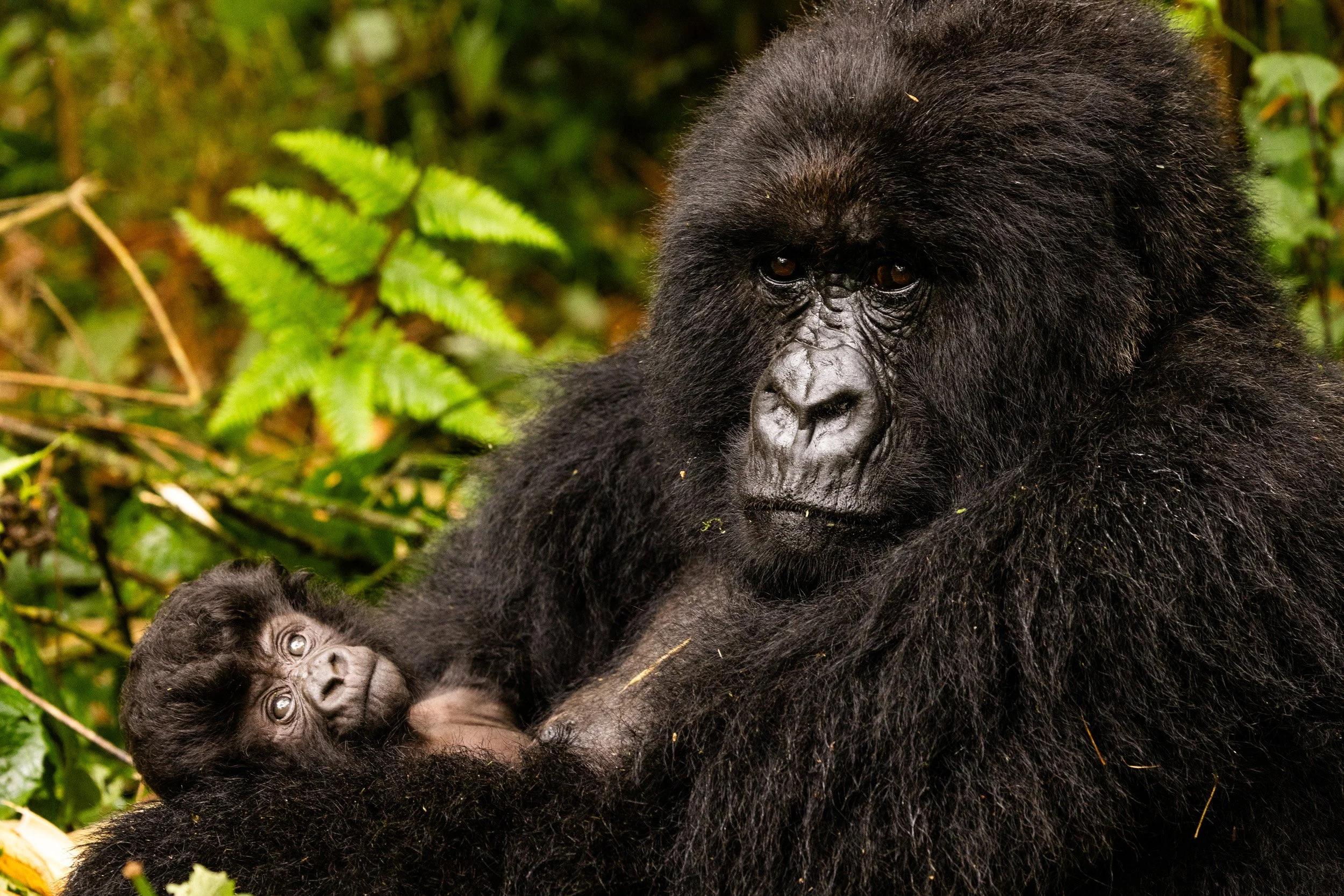 gorilla trekking in Rwanda