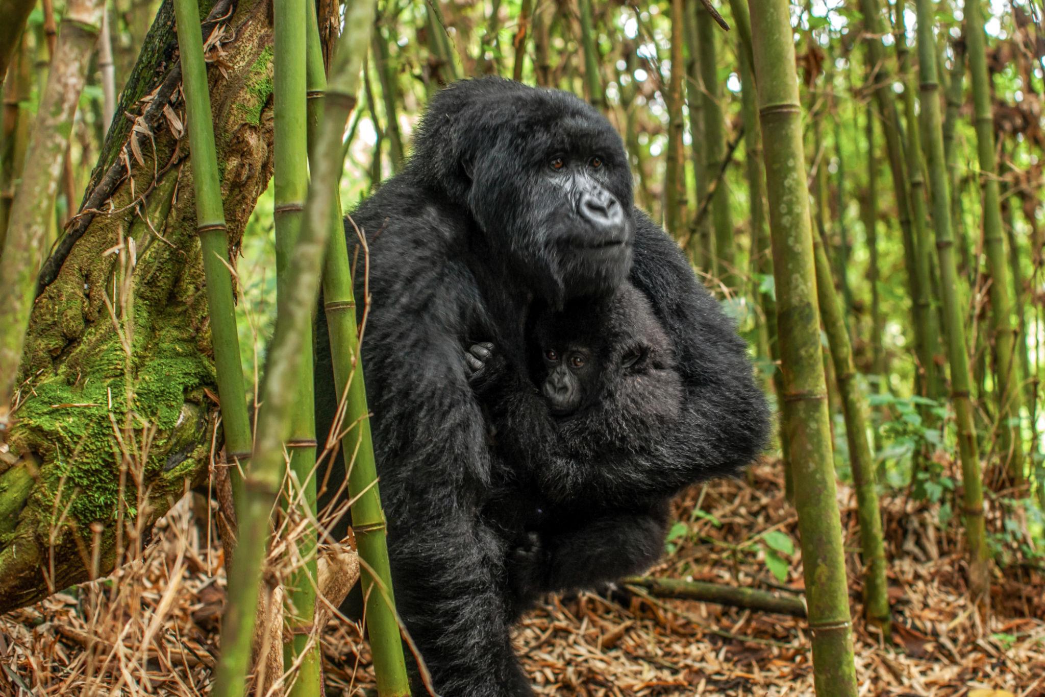 Gorillas in rwanda