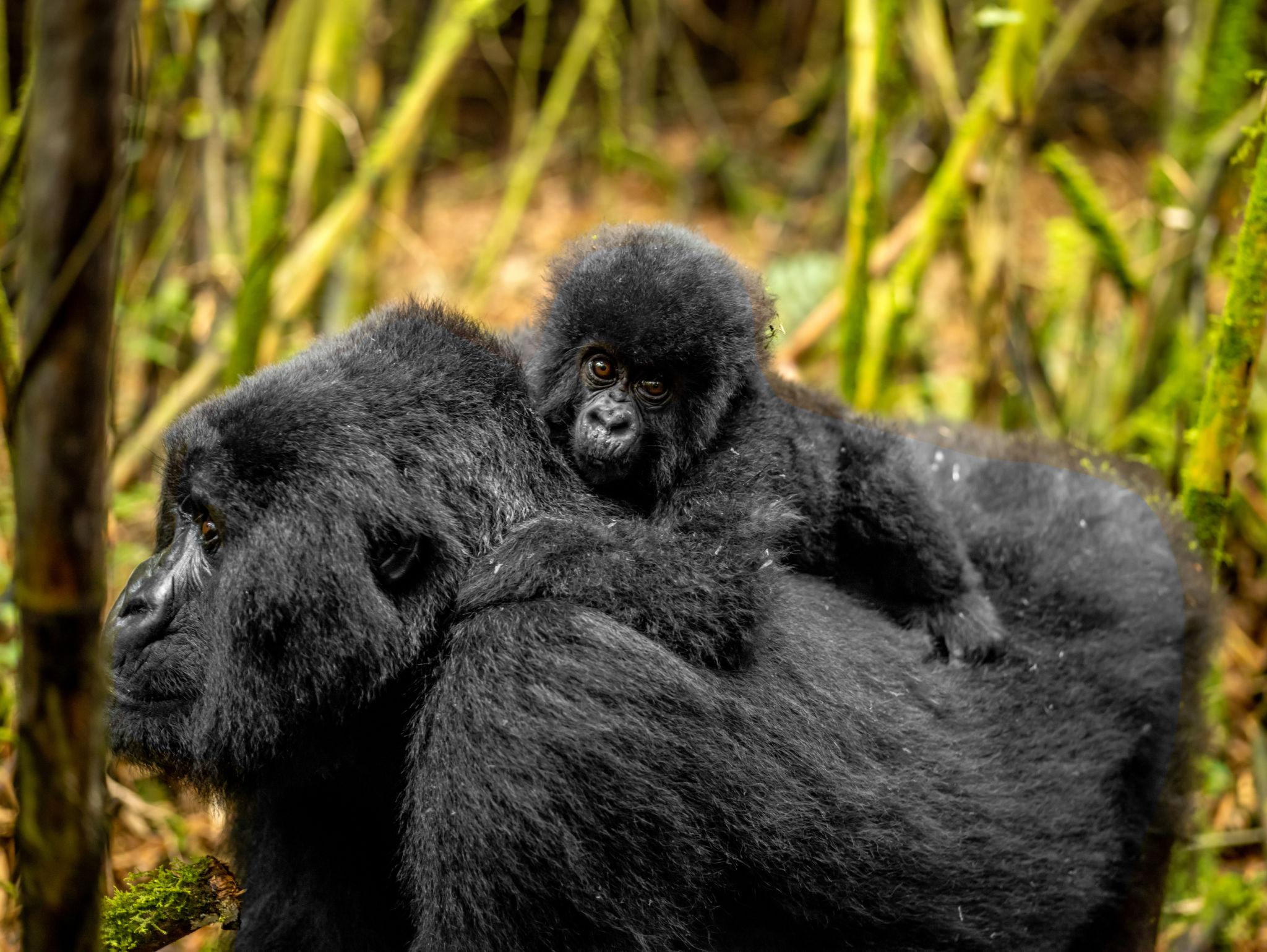 gorillas in Rwanda