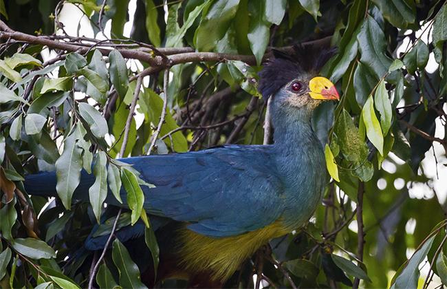 Turaco