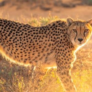 Uganda Safari Itineraries