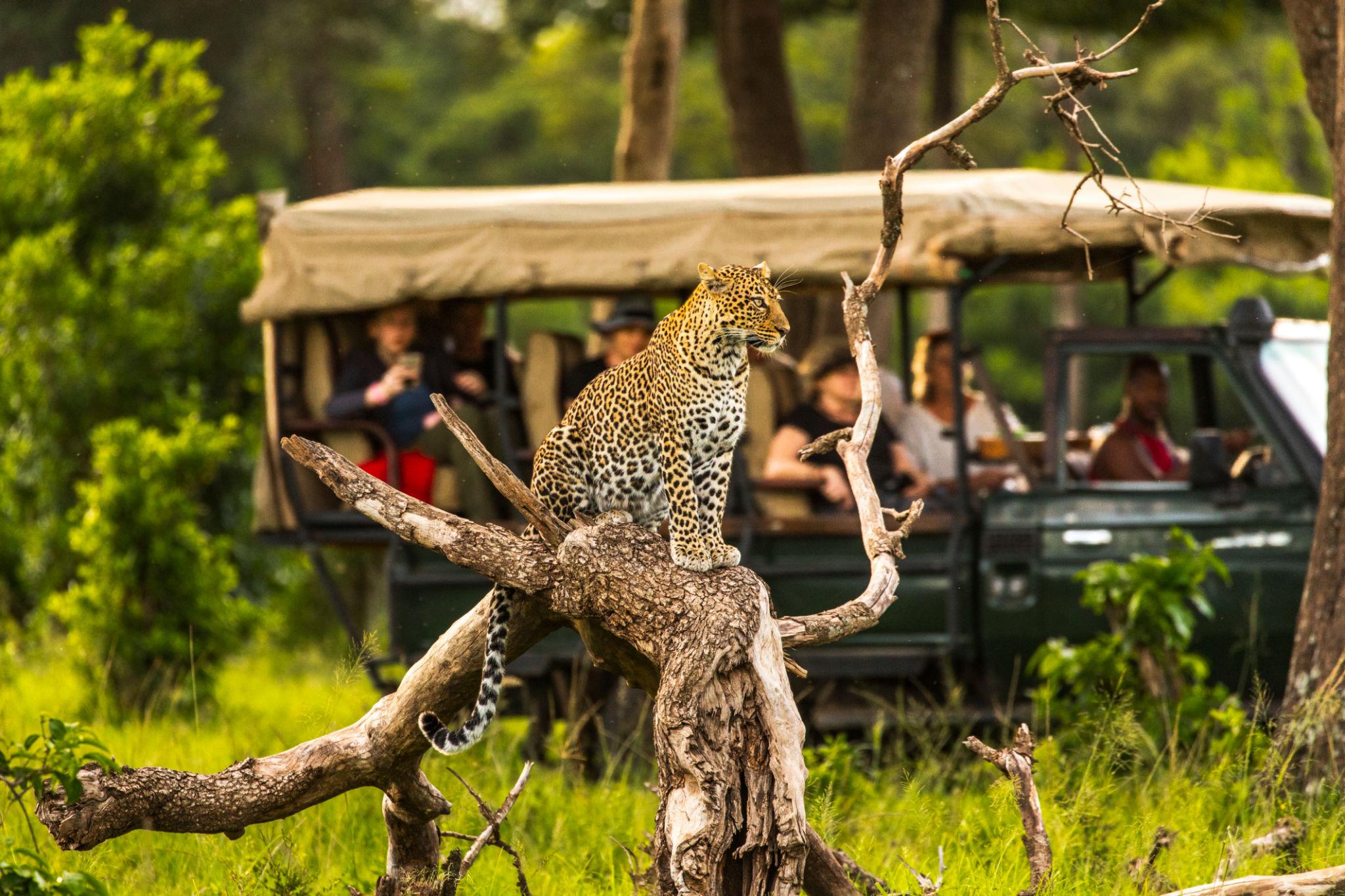 Big Five Safari Kenya 3 Leopard kenya