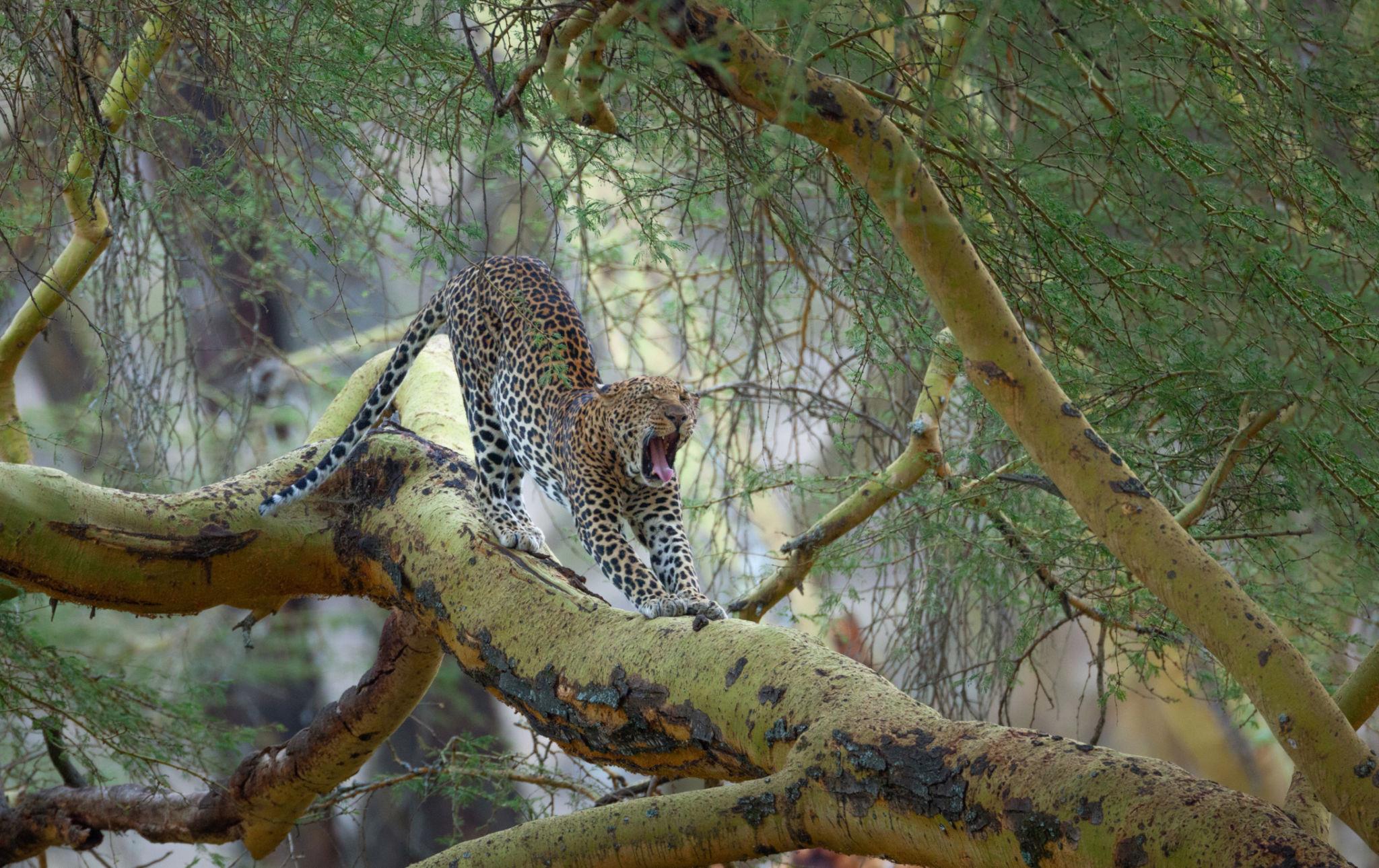 leopard in lake nakuru