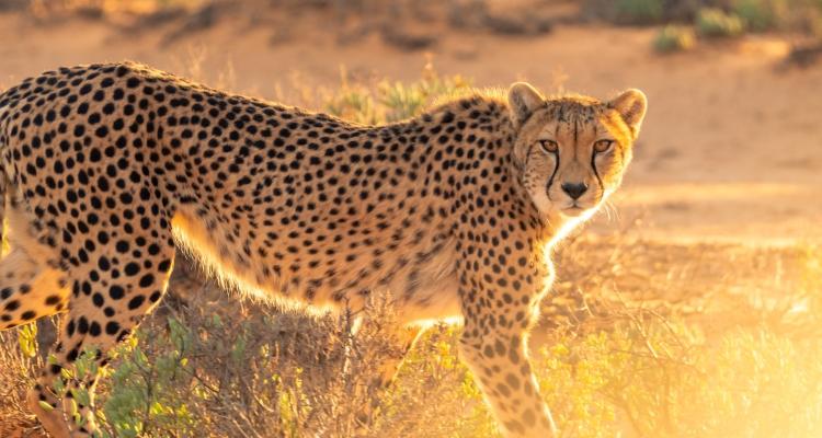 Uganda Safari Itineraries