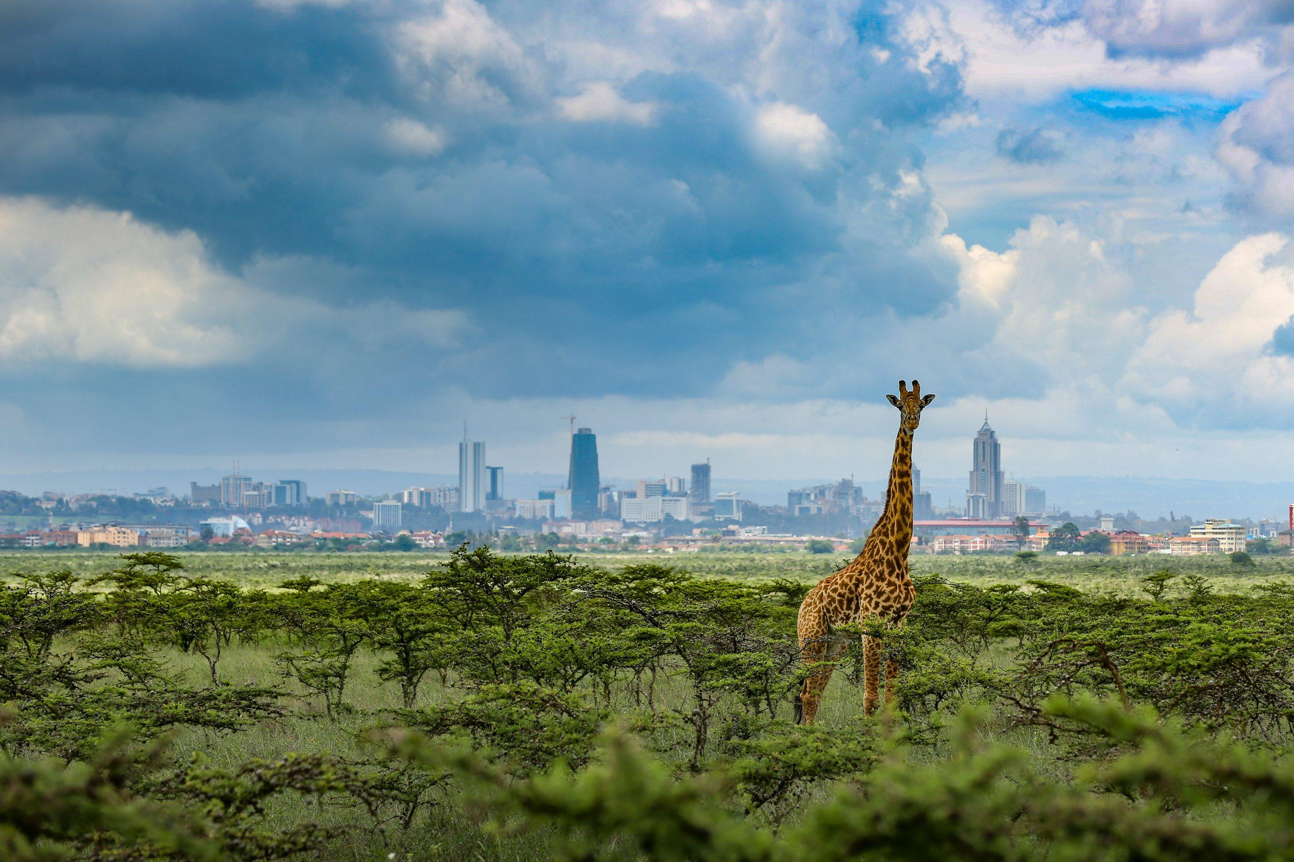 Giraffes in Nairobi