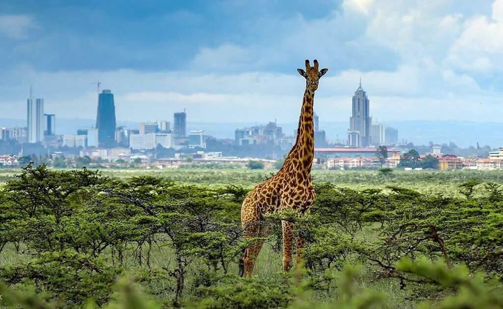 Nairobi National Park