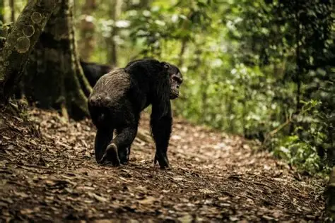 Nyungwe National Park