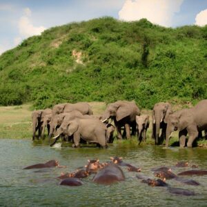 Queen Elizabeth National Park
