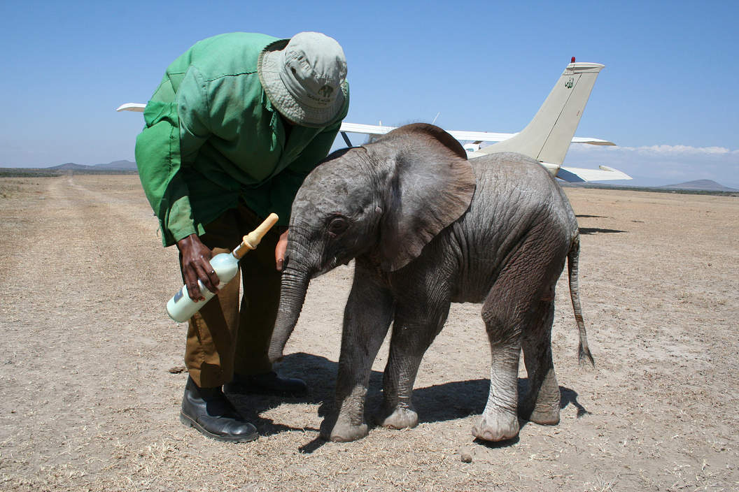 Sheldrick Wildlife Trust