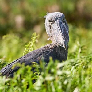 Best Birding Destinations in Uganda
