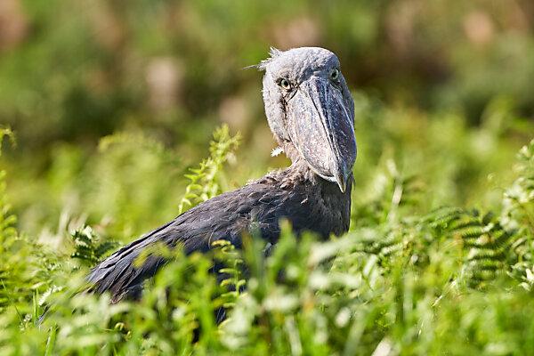Best Birding Destinations in Uganda