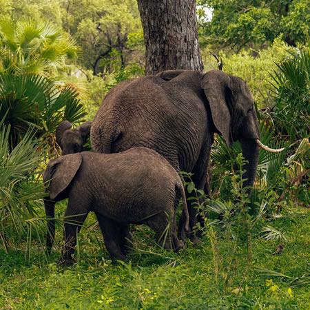 Semuliki National Park