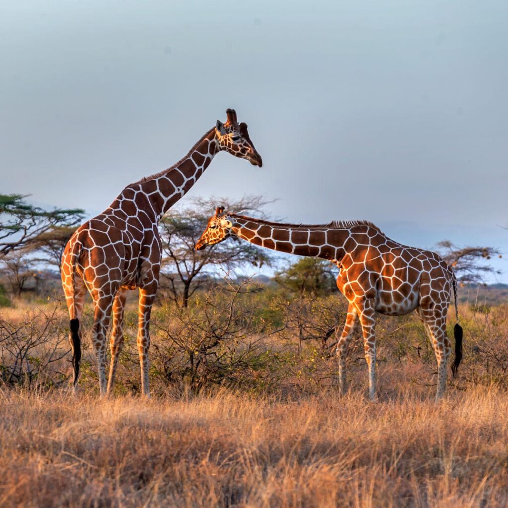 Samburu National Reserve safari