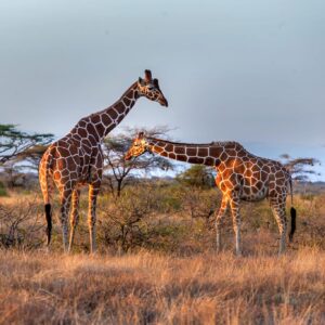 Samburu National Reserve safari