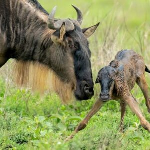 Serengeti National Park