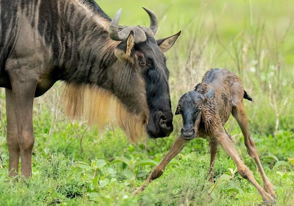 Serengeti National Park
